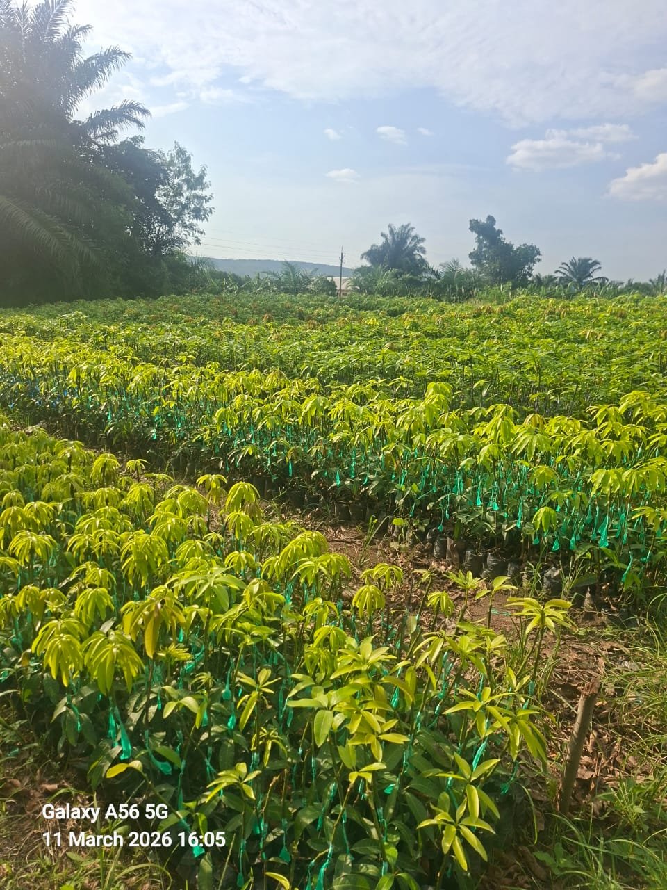 Seedling nursery rows at a Margliz Foundation afforestation and agro-ecological agriculture site